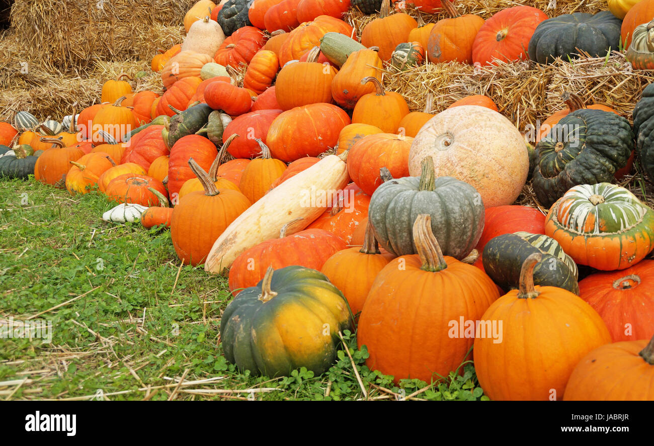 colorful autumn Stock Photo