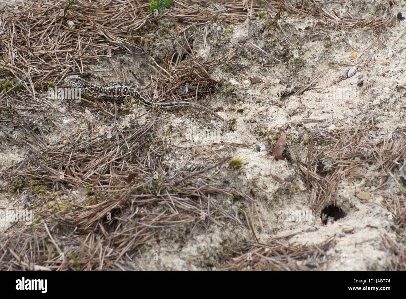 Gravid female sand lizard (Lacerta agilis) close to her egg-laying burrow in the sand Stock Photo