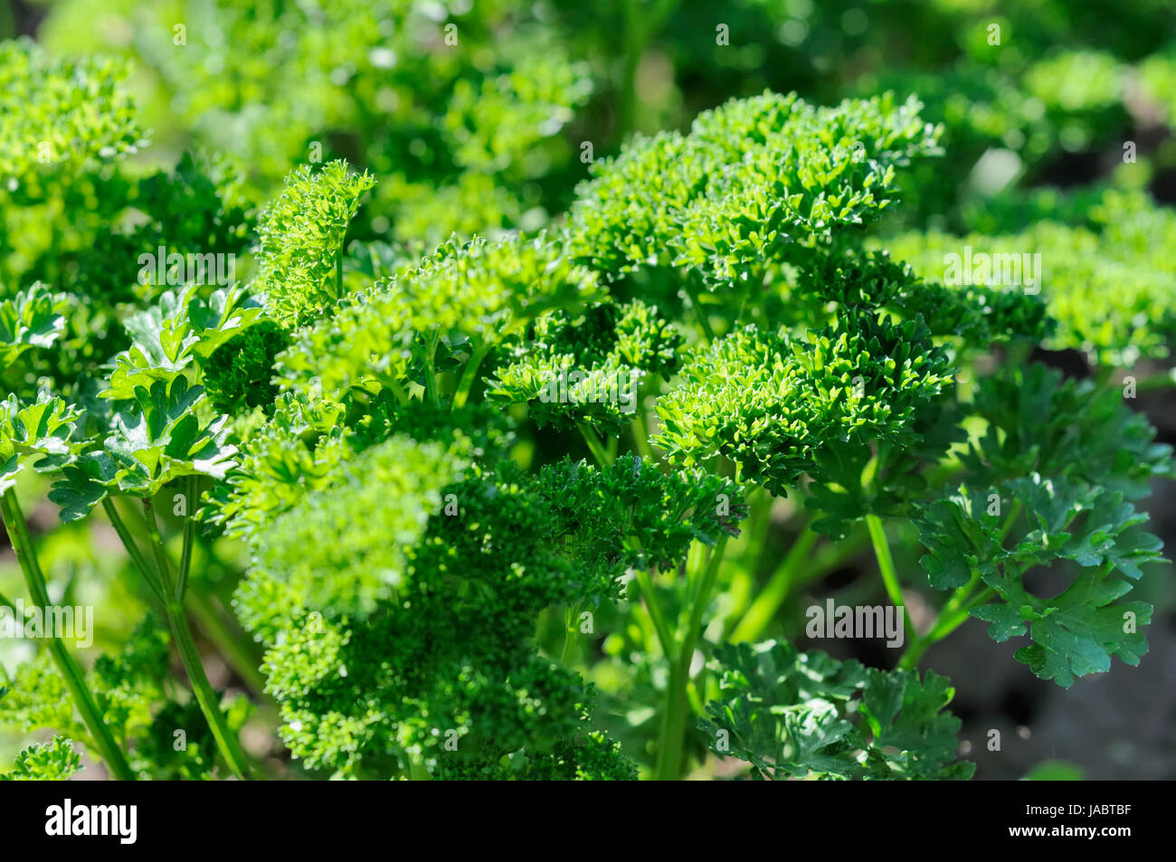 parsley Stock Photo