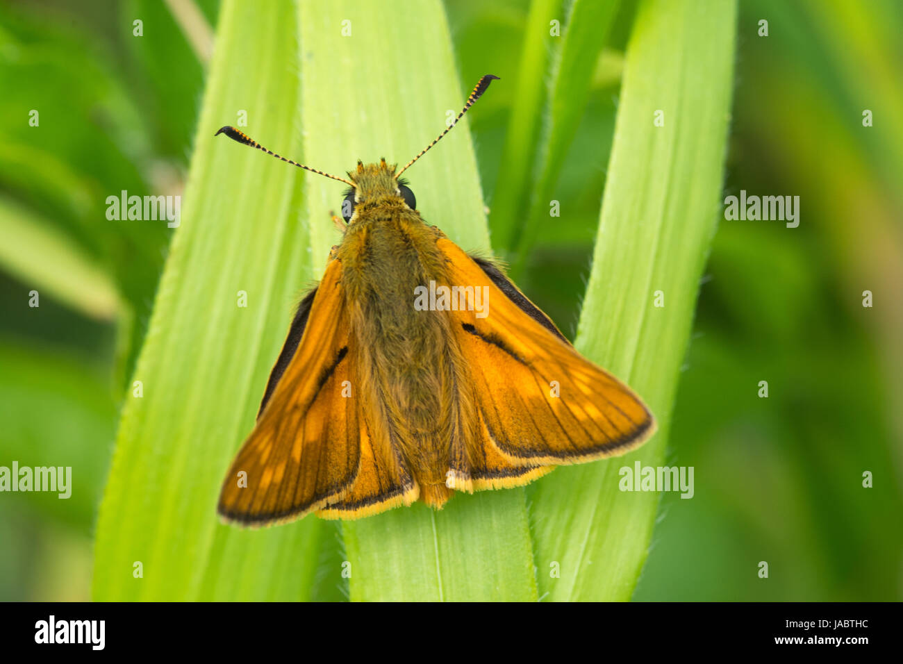 Close-up of large skipper butterfly (Ochlodes sylvanus) Stock Photo