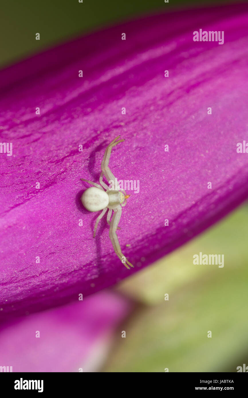 Close-up of a white crab spider (Thomisidae sp.) on a colourful foxglove (Digitalis purpurea) flower Stock Photo