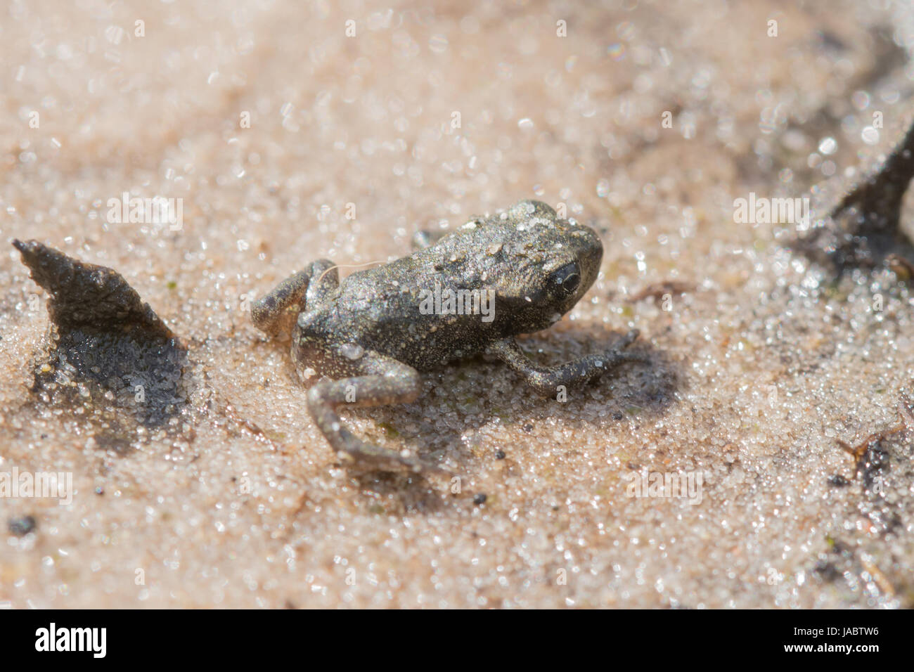 Close-up of common toadlet (Bufo bufo) at edge of pond Stock Photo