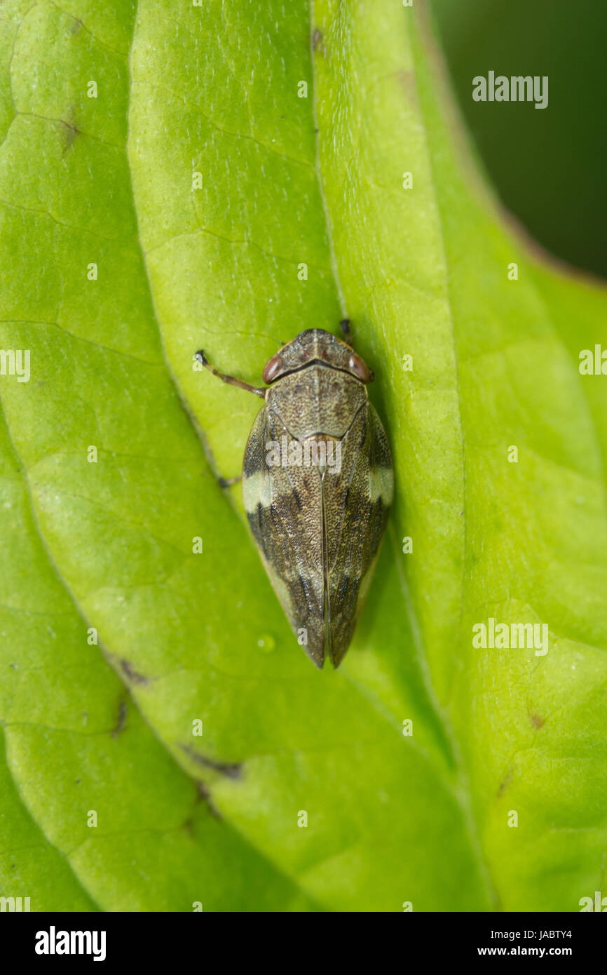 Close-up of a leafhopper (Cicadellidae sp.) on a green leaf Stock Photo