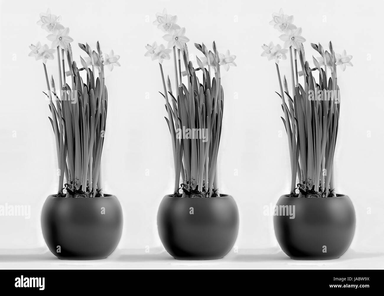 Drei rundeTöpfe mit blühenden Narzissen, three rounded pots with flourishing daffodils Stock Photo