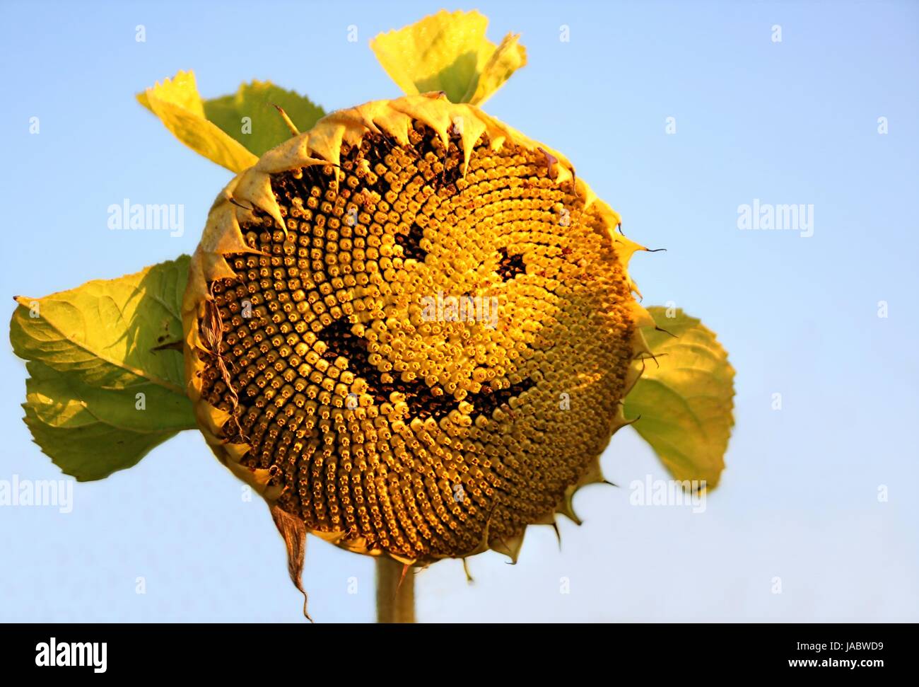 cheerful sunflower Stock Photo