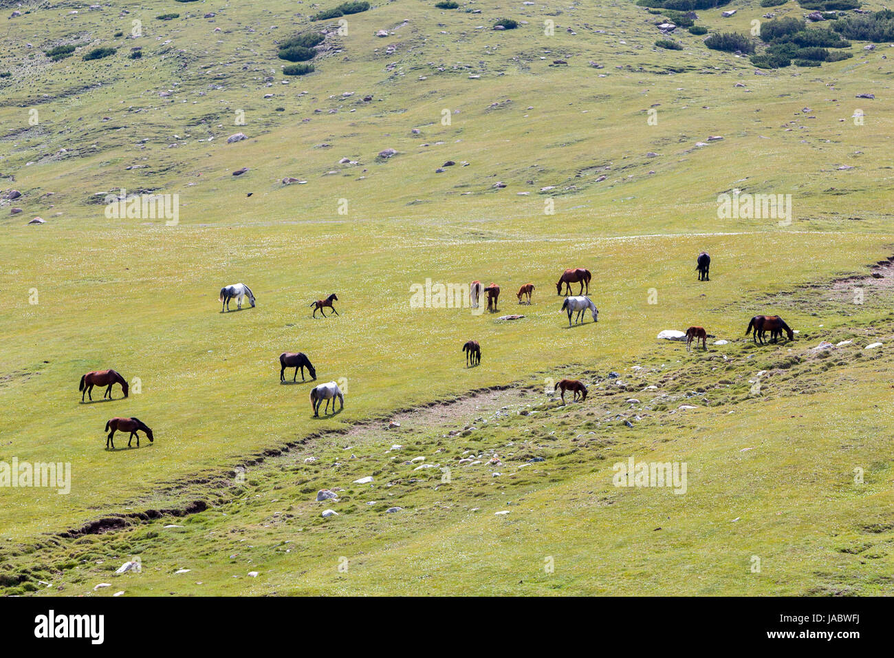 Pasturing Pasturing herd of horses in mountains Stock Photo - Alamy