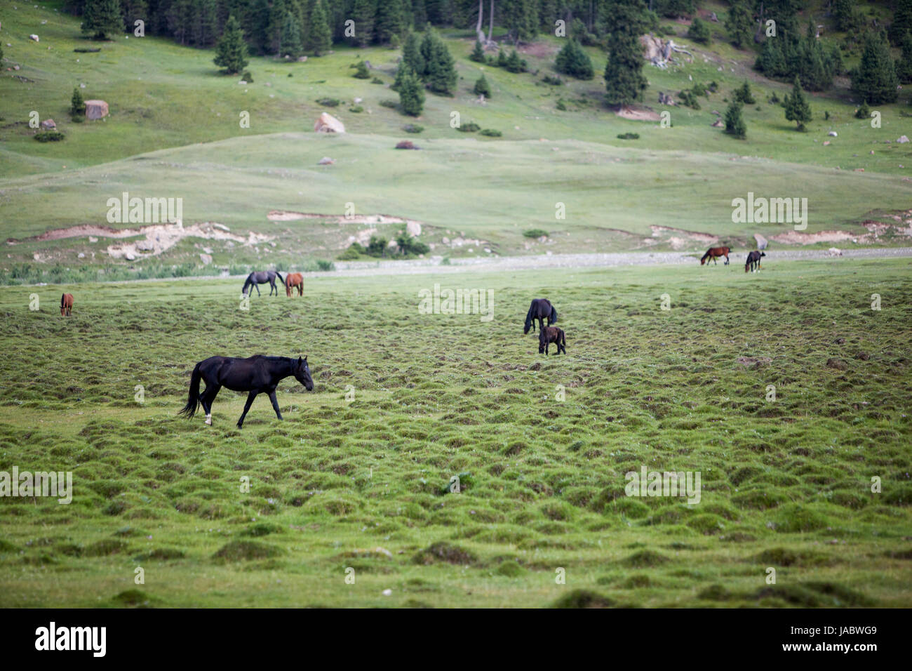 Pasturing Horses pasturing and feeding grass in the field Stock Photo - Alamy