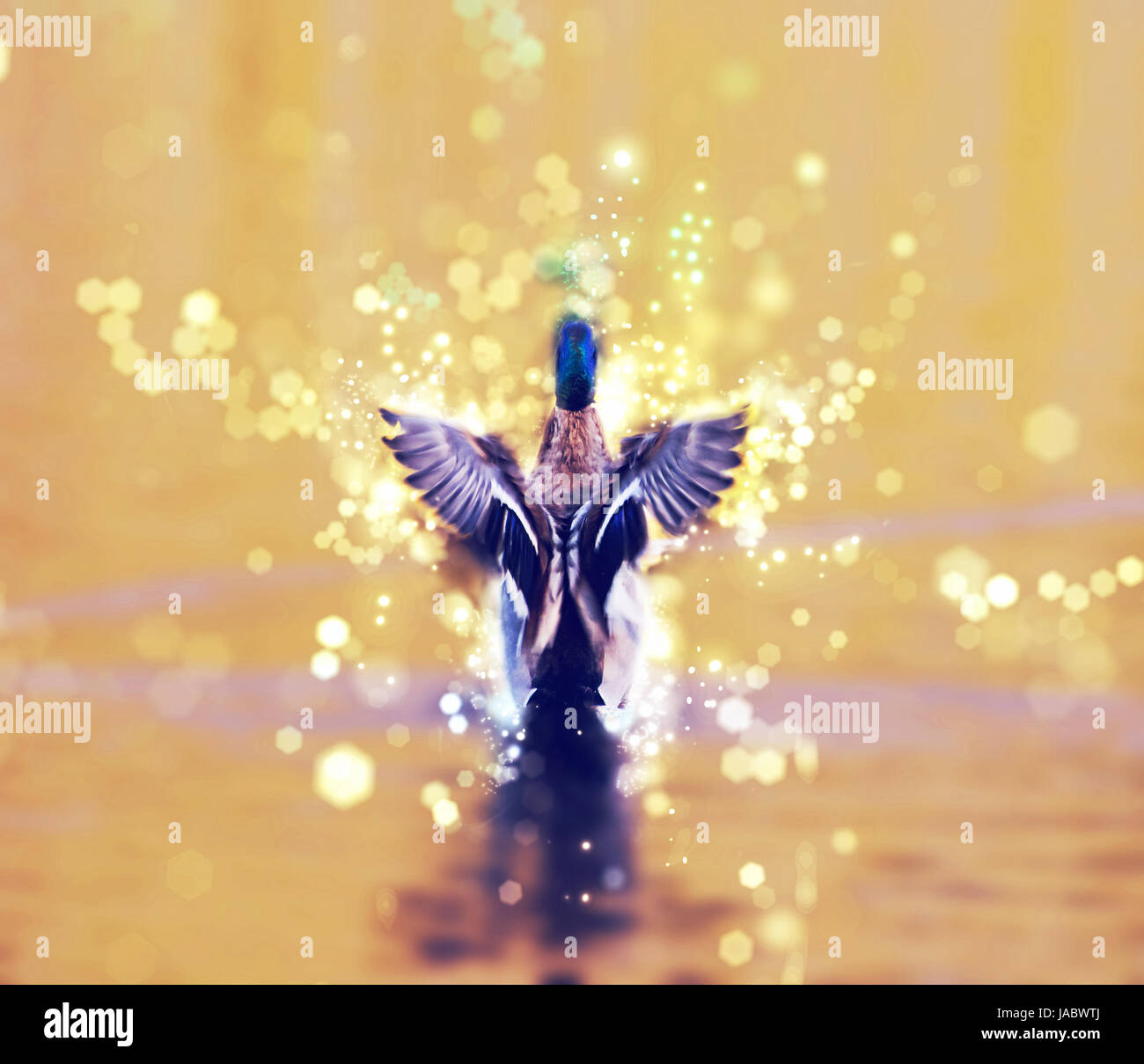 Mallard duck - Anas platyrhynchos - fly out of yellow water. Red photo filter. Bird scene. Shimmering background. Stock Photo
