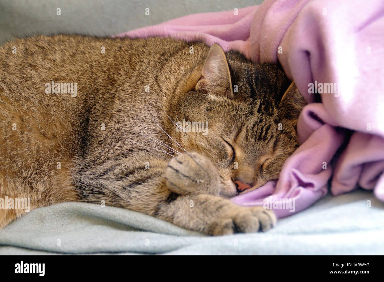 Gold gray cat sleeping on pink and blue coverlet Stock Photo