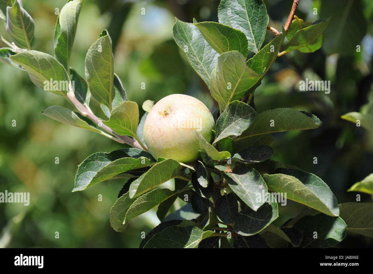 spain apples trees Stock Photo Alamy