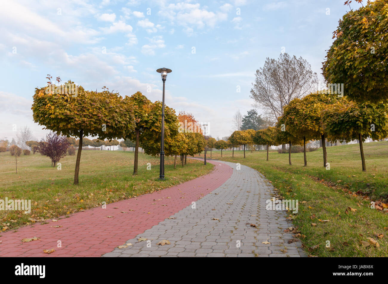 Alley with small trees in a park in autumn Stock Photo - Alamy