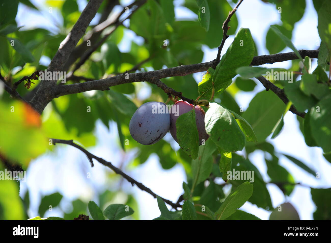 spain plums on the tree Stock Photo Alamy