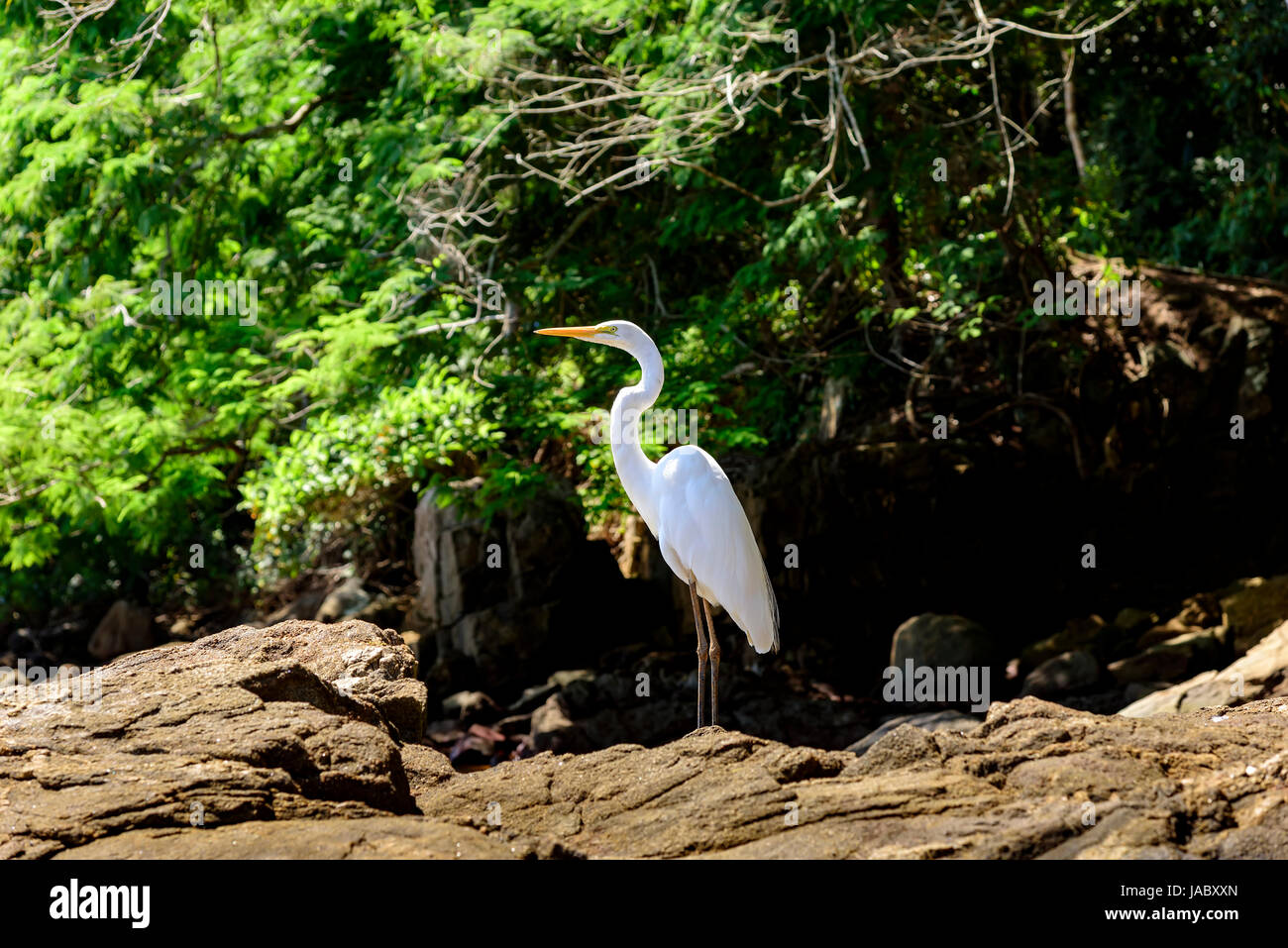 White heron perches on the rocks next to the forest Stock Photo