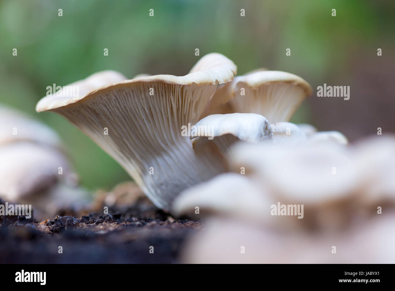 A woodland Oyster Mushroom growing on a decaying Poplar tree stump. Stock Photo
