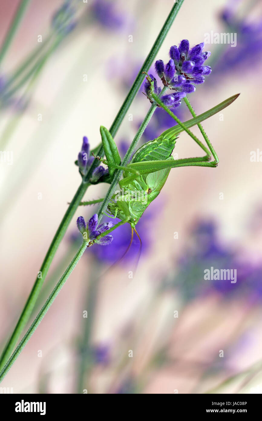 green acrobat on lavender Stock Photo