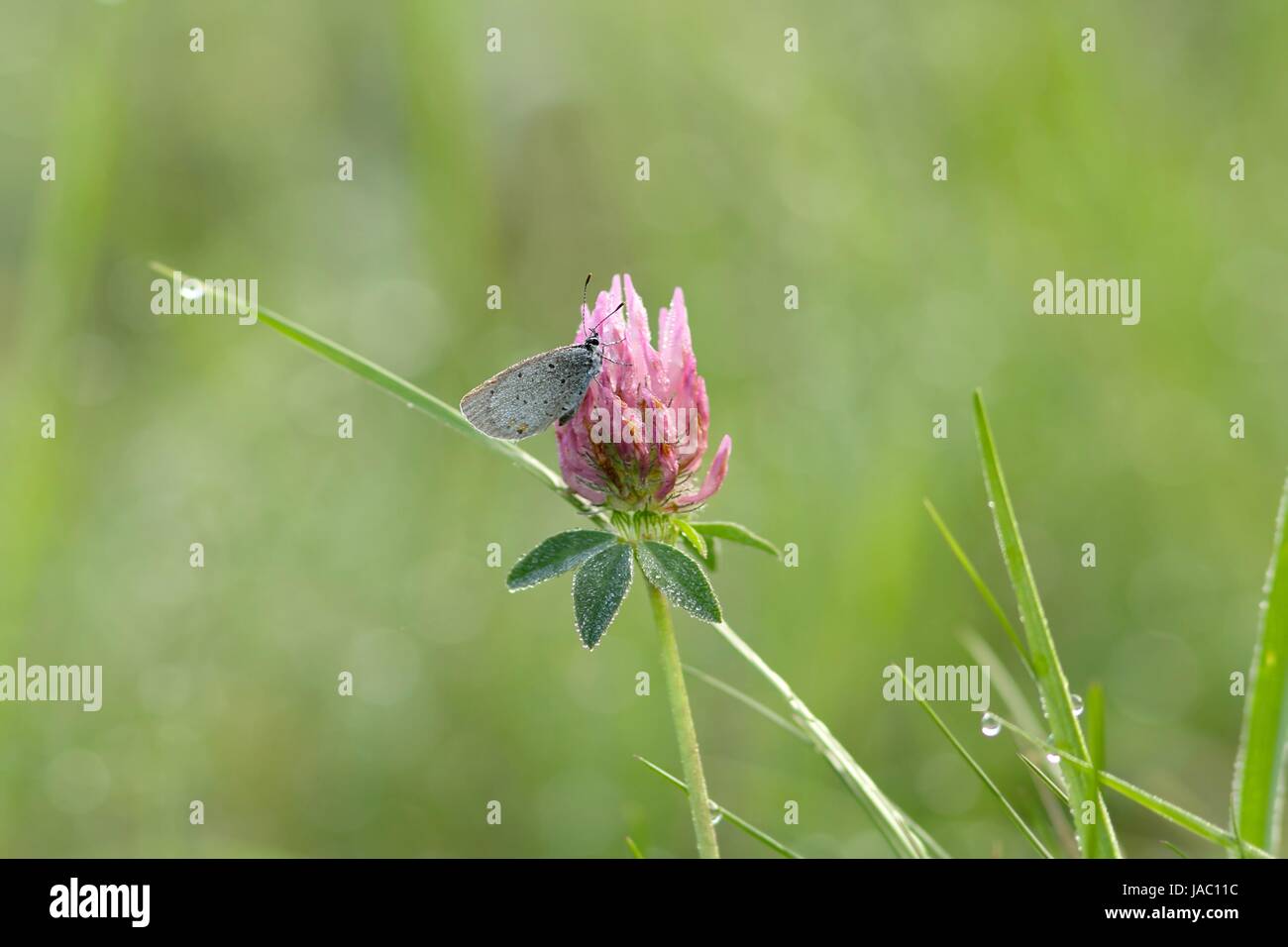 short-tailed blue on red clover in the morning dew / cupido argiades on red clover in the morning d Stock Photo