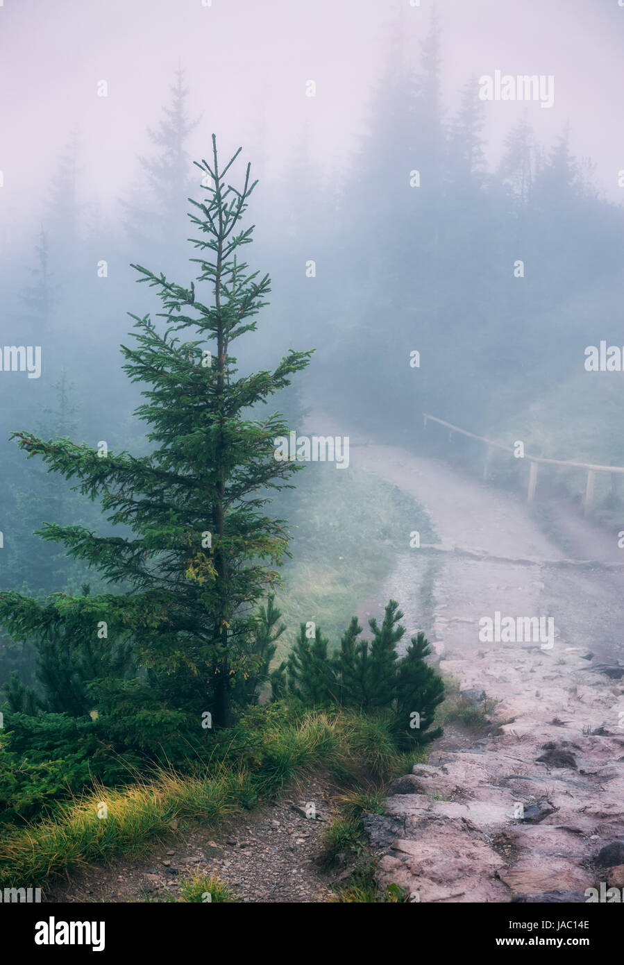 Misty mountain path. Western Tatra Mountains, Poland Stock Photo