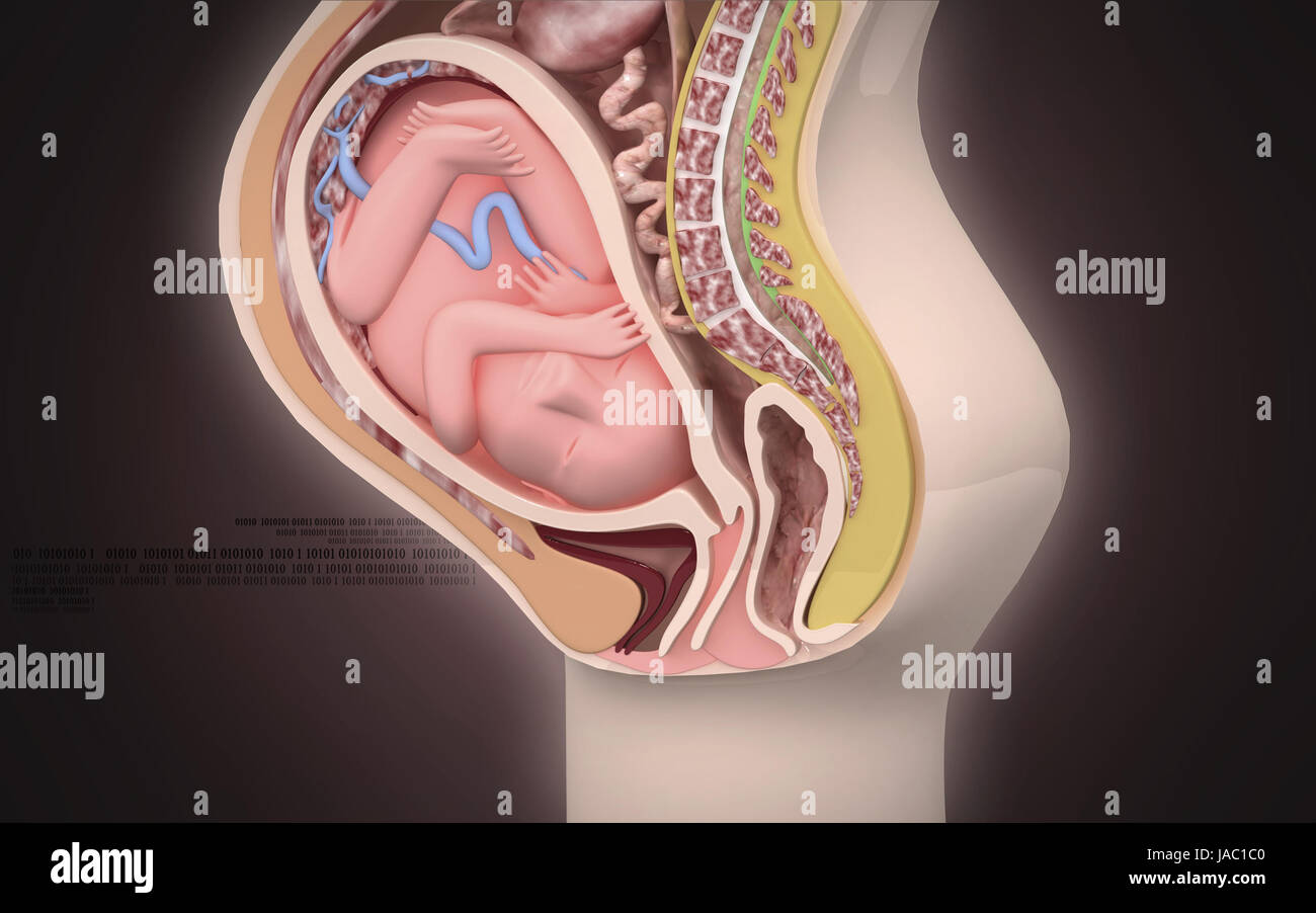 37 недель тяжесть. Расположение плода в животе на 38 неделе беременности. Расположение ребенка в матке. Анатомия беременной женщины. Расположение ребенка на 39 неделе беременности.