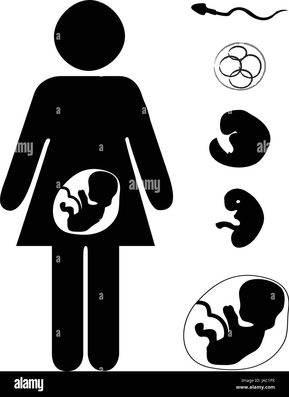 Vector set with pregnant mother and fetus at different stages Stock Vector