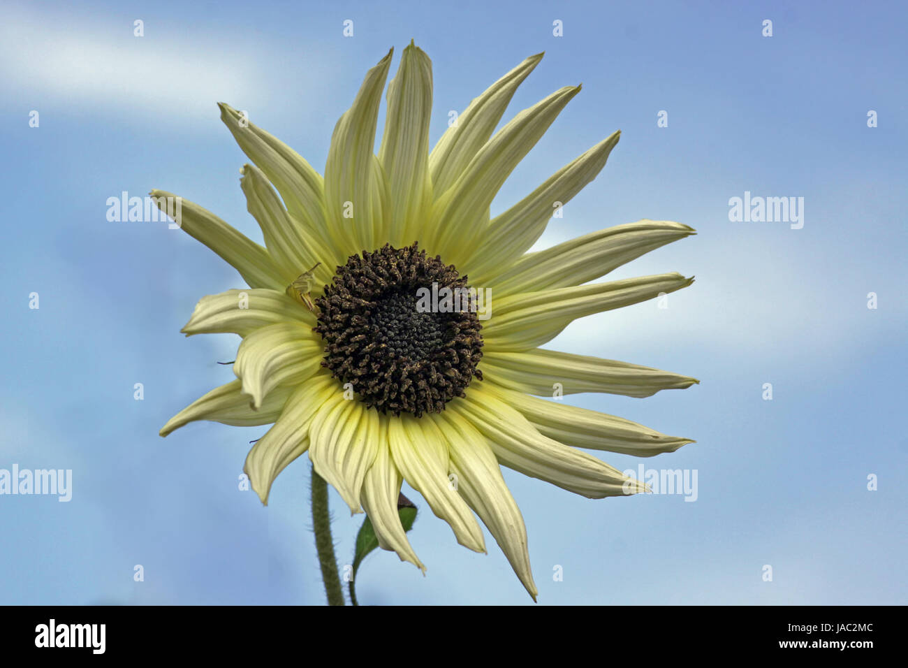 helianthus debilis sonnenblume Stock Photo