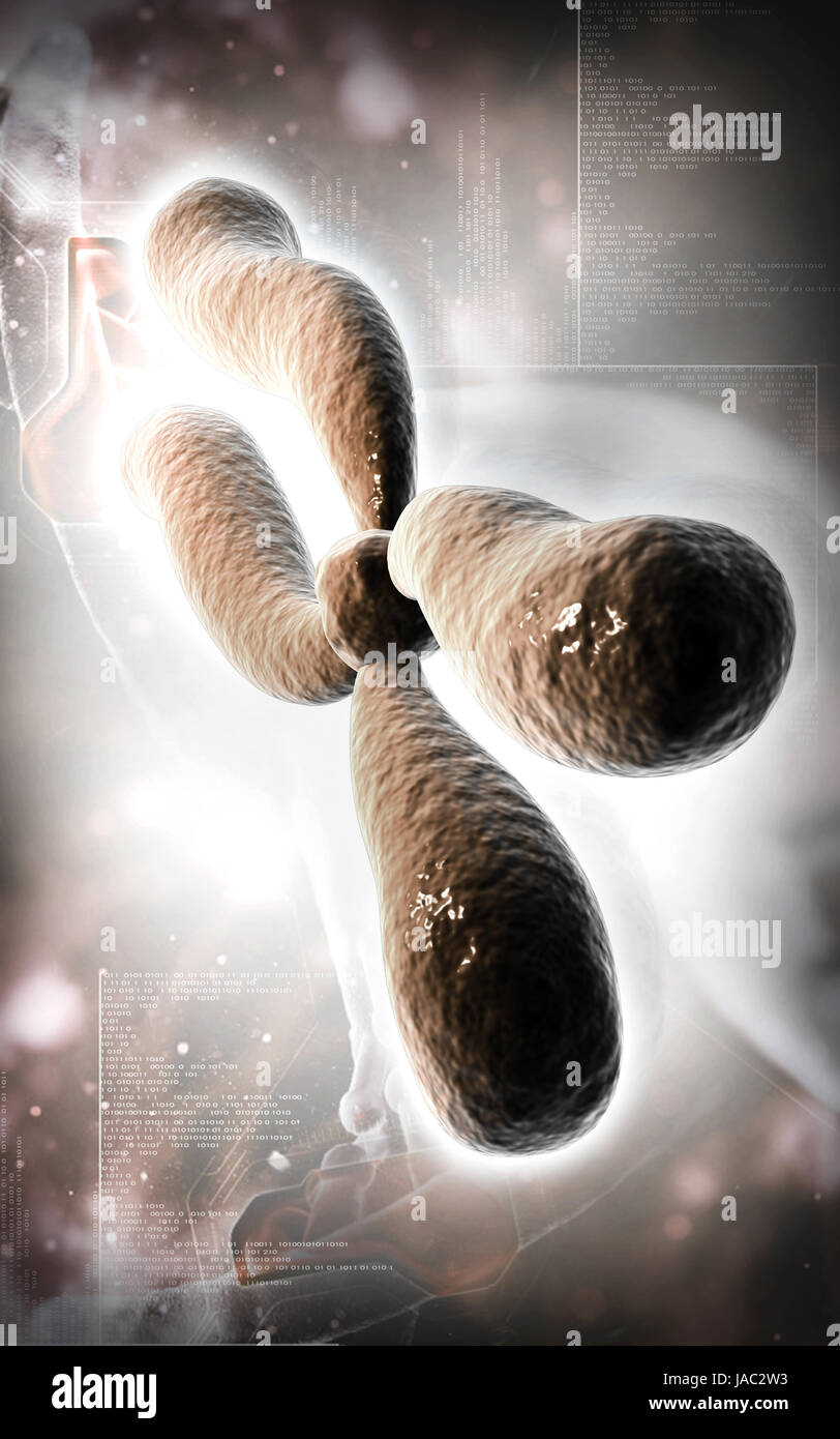 Human x and y chromosome hi-res stock photography and images - Alamy