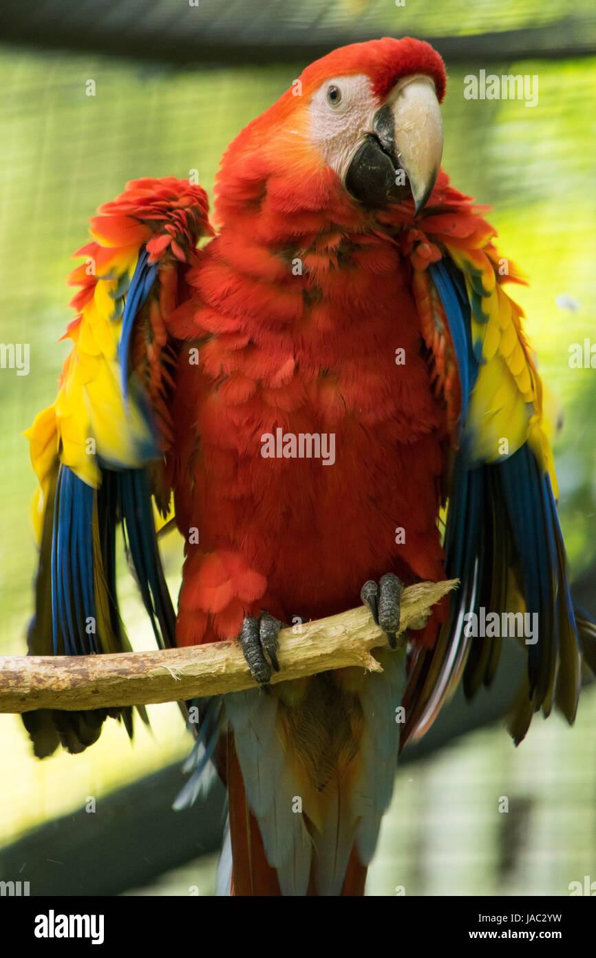 crimson macaw sitting on branch, zoo animal, pet Stock Photo