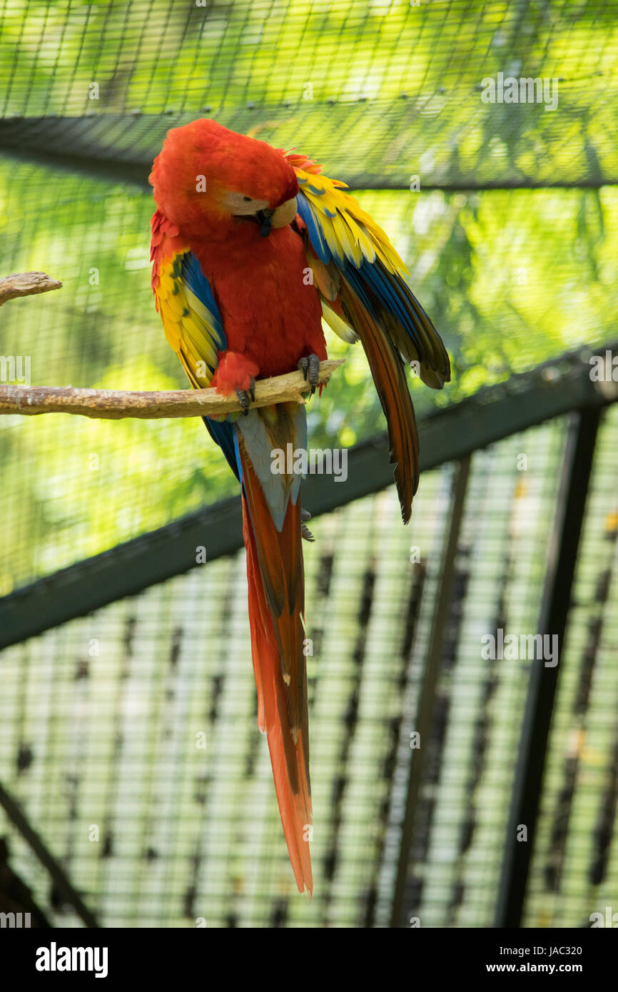 crimson macaw sitting on branch, zoo animal, pet Stock Photo