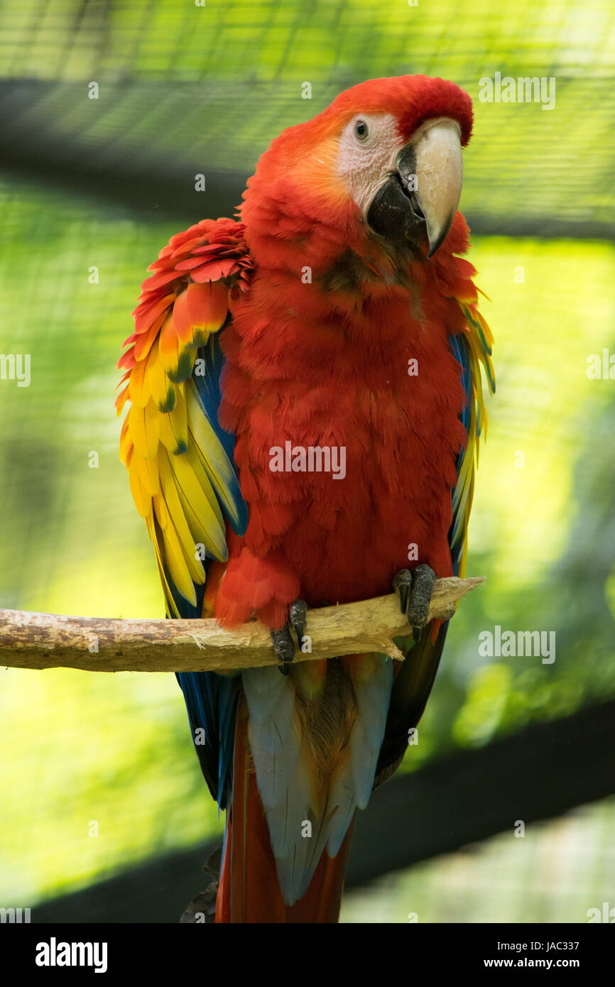 crimson macaw sitting on branch, zoo animal, pet Stock Photo