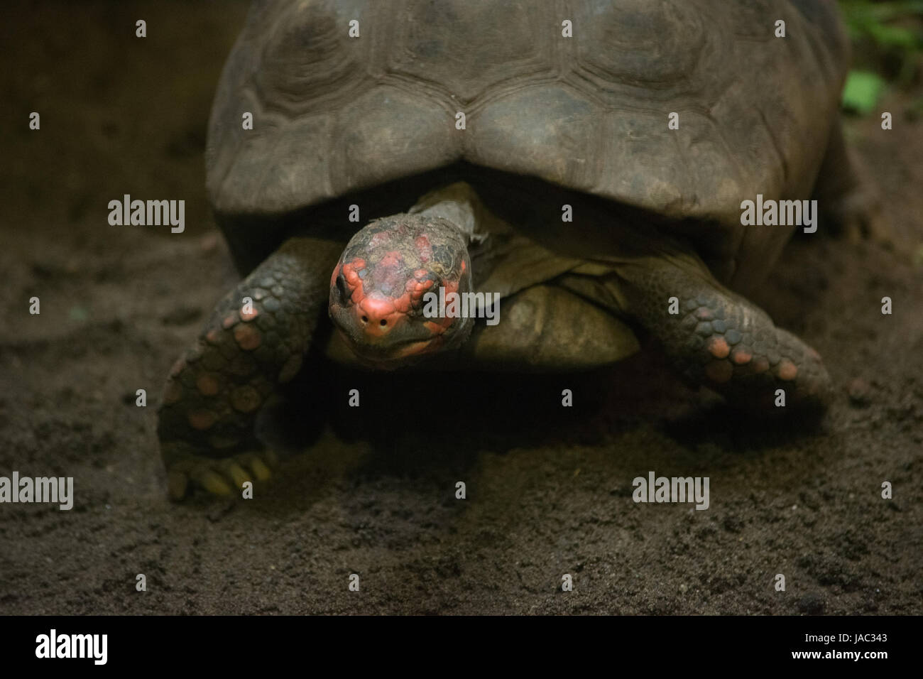 tortoise walking on dirt close-up Stock Photo