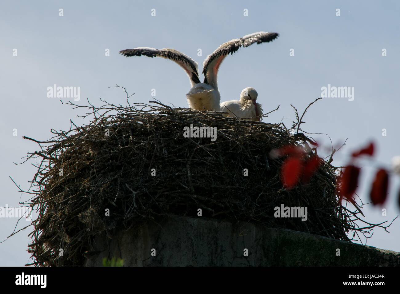 Allwetterzoo Münster, Storch, stork, babys in stork's nest Stock Photo