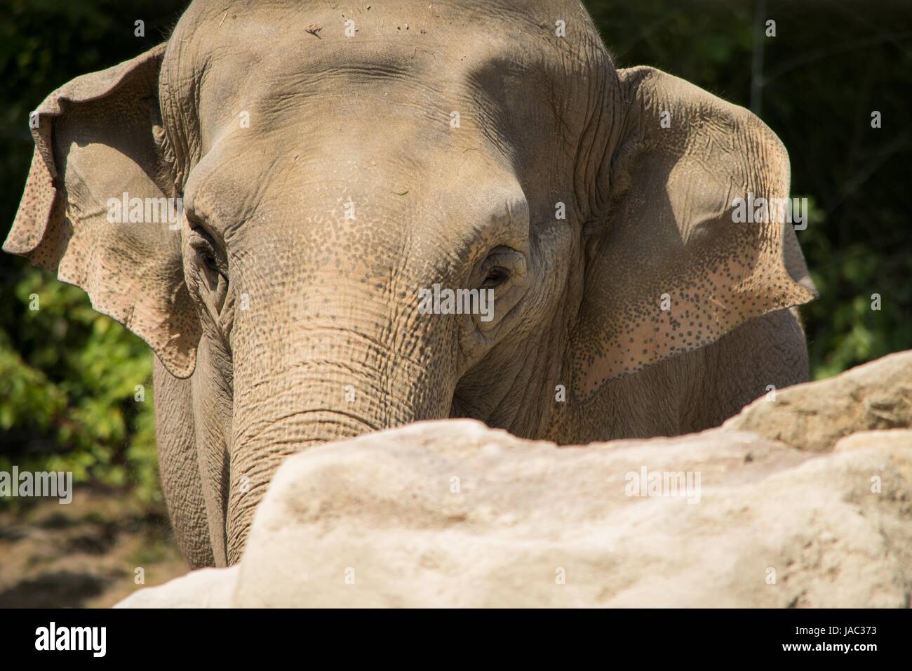 close-up of elephant Stock Photo