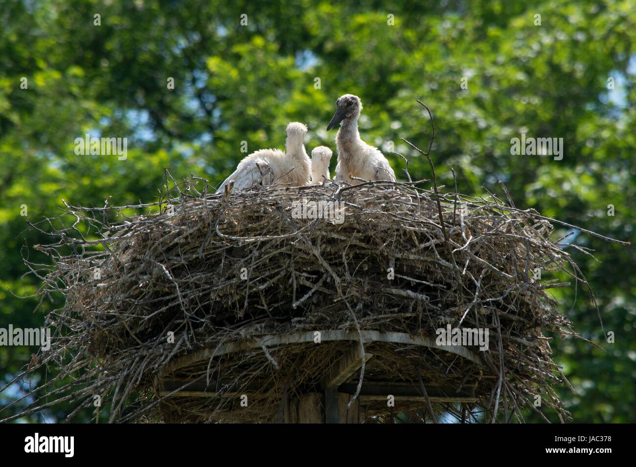 stork babys on nest Stock Photo