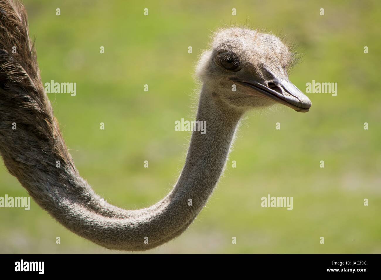 Ostrich at the zoo walking around and watching the people, Vogel Strauß Stock Photo
