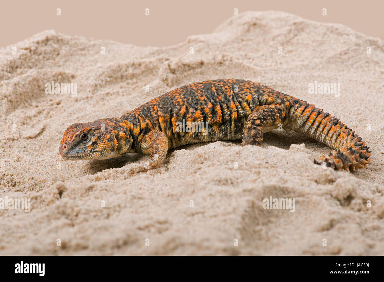 Saharan Spiny Tailed Lizard (Uromastyx geyri) Stock Photo