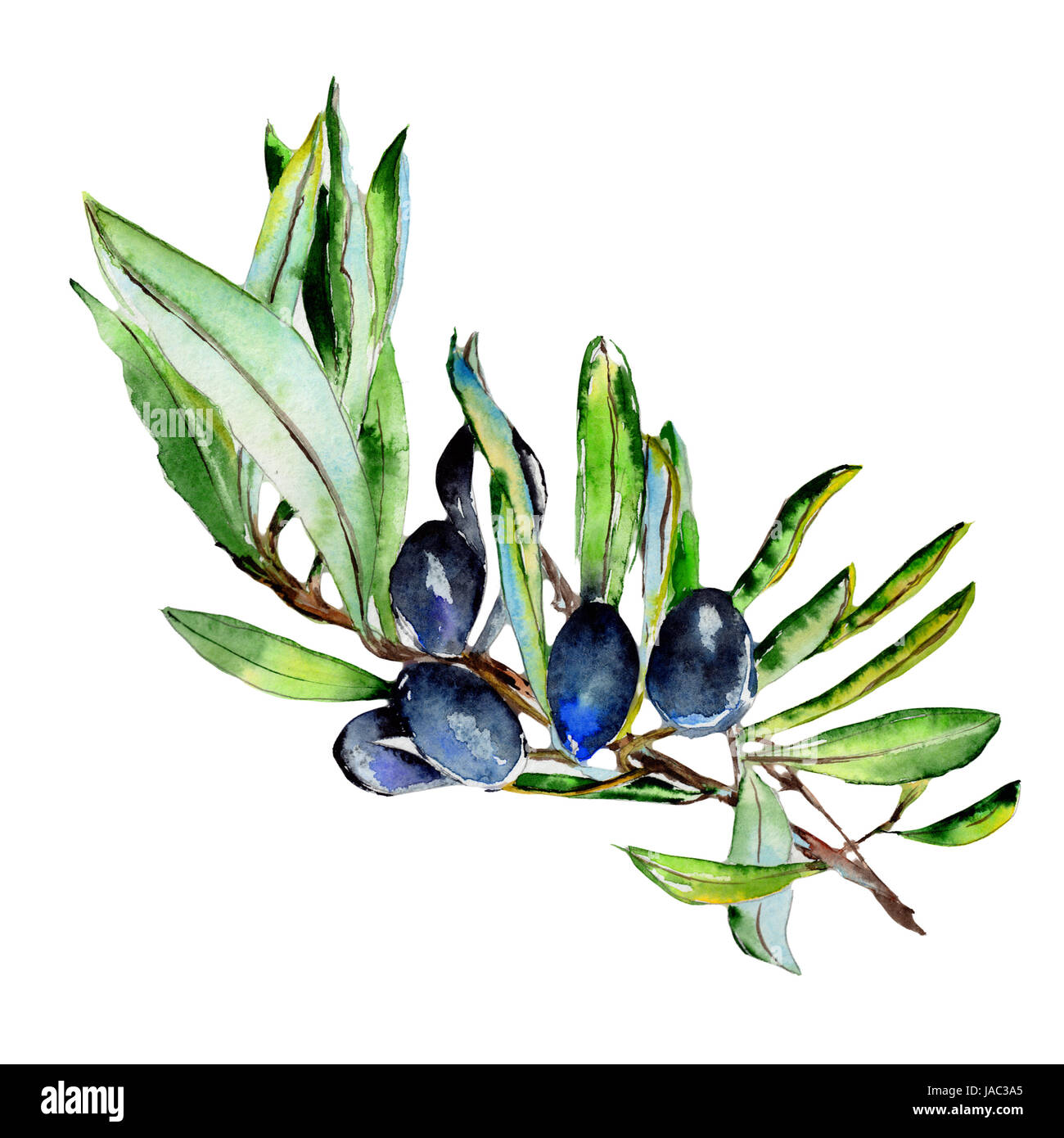 Olive tree in a watercolor style isolated Stock Photo - Alamy