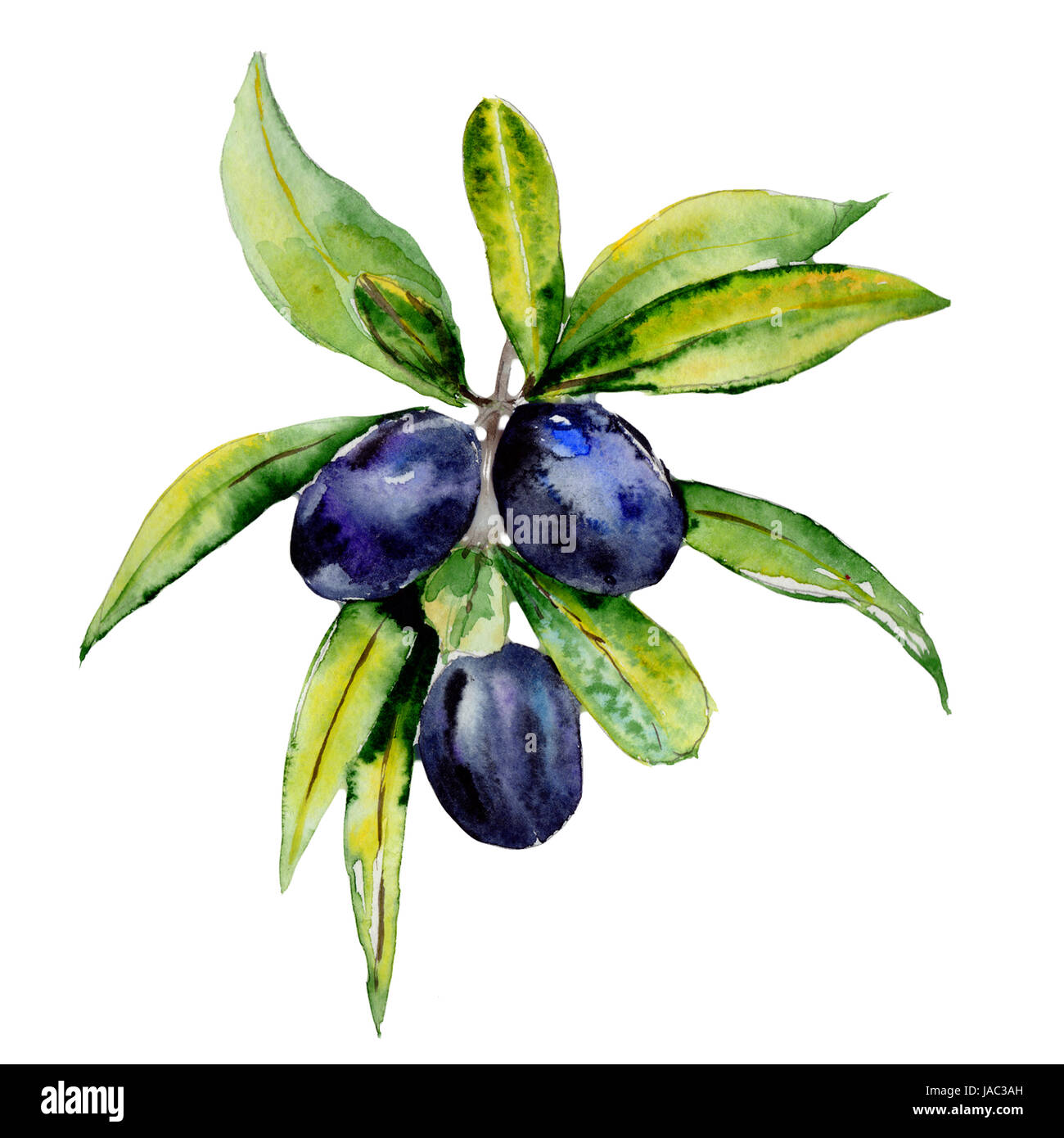 Olive tree in a watercolor style isolated Stock Photo - Alamy