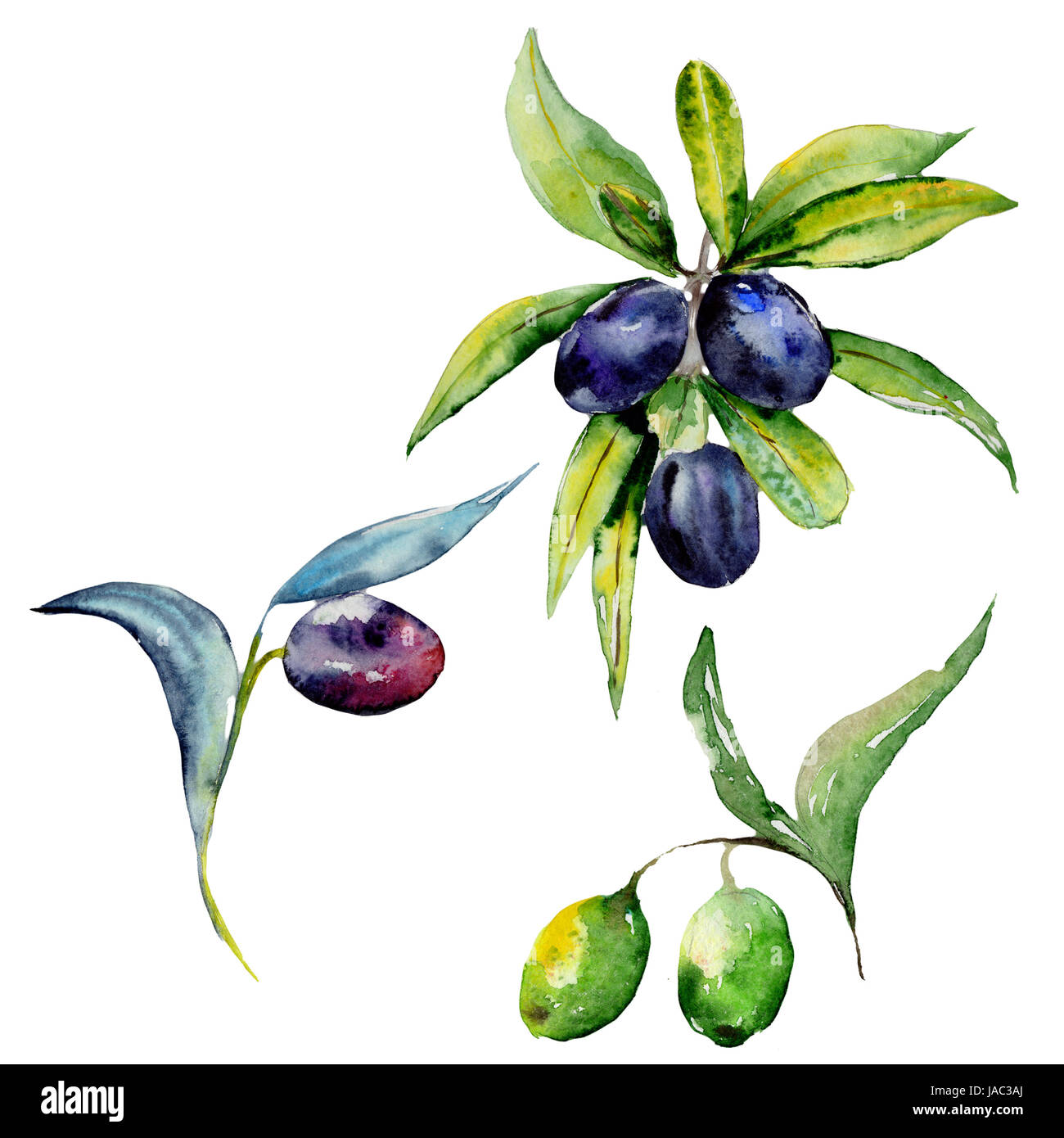 Olive tree in a watercolor style isolated Stock Photo - Alamy