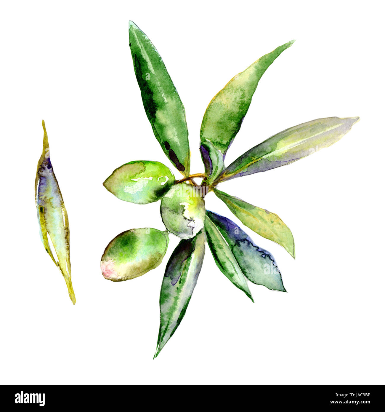 Olive tree in a watercolor style isolated Stock Photo - Alamy