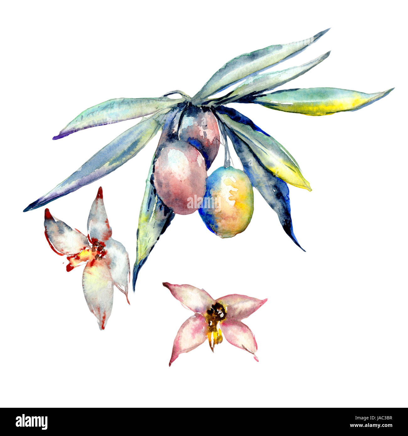 Olive tree in a watercolor style isolated Stock Photo - Alamy