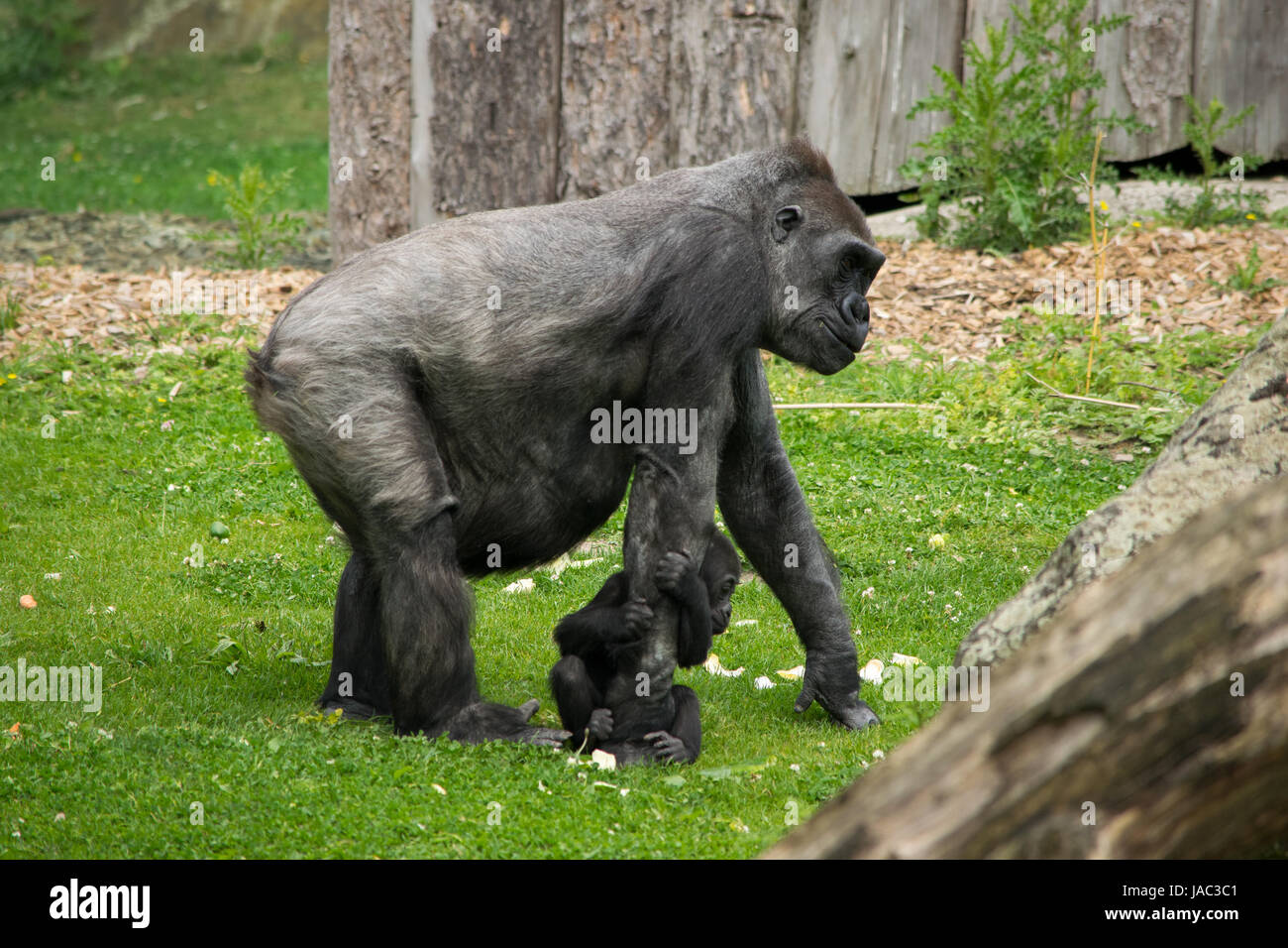 Gorilla mit Baby, Babygorilla, gorillababy, gorilla with baby Stock Photo