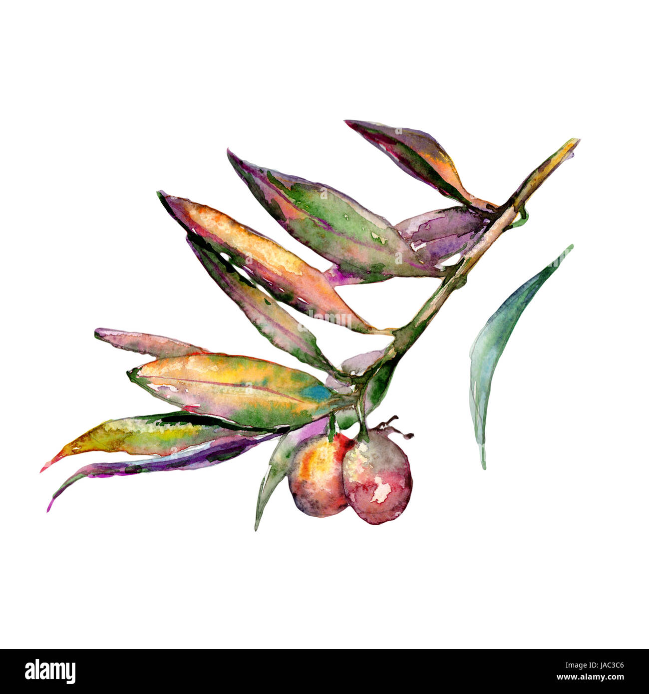 Olive tree in a watercolor style isolated Stock Photo - Alamy