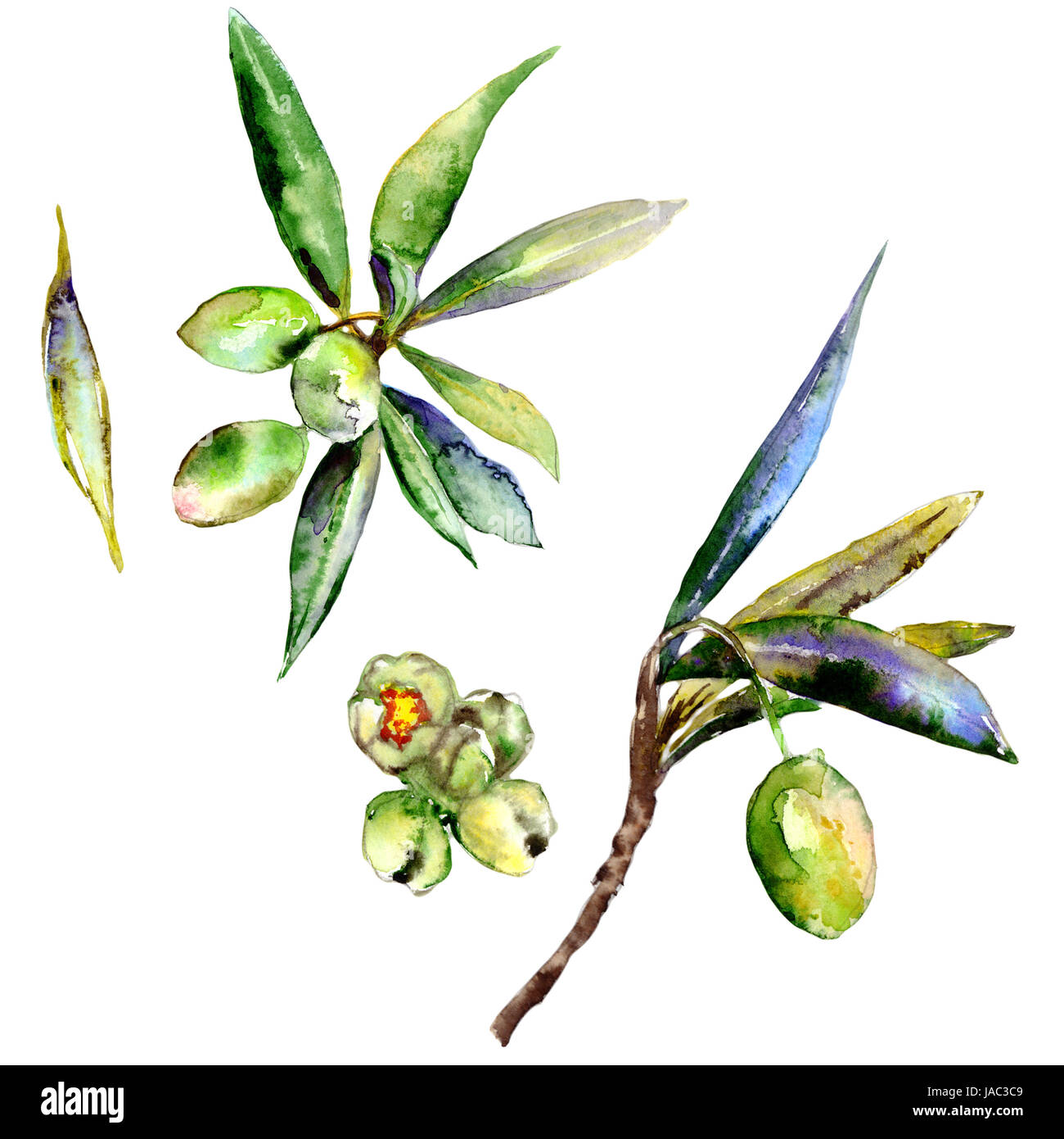 Olive tree in a watercolor style isolated Stock Photo - Alamy