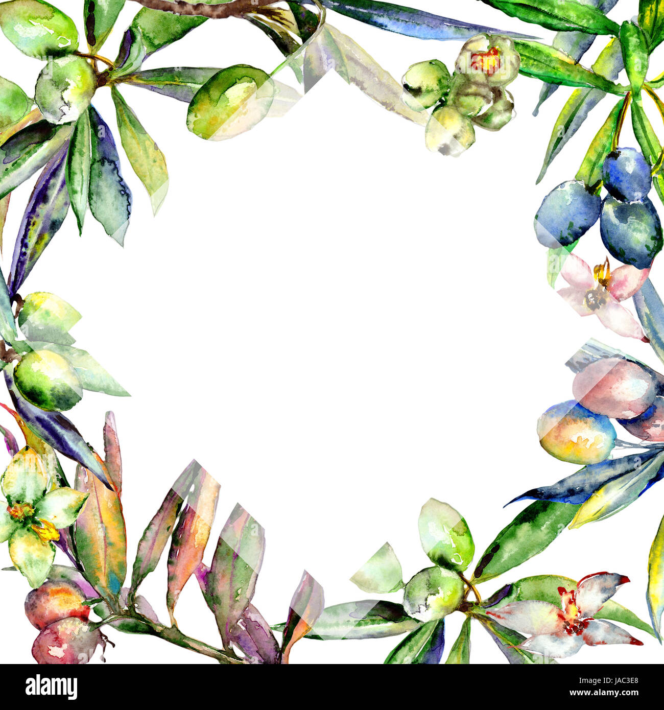 Olive tree frame in a watercolor style isolated Stock Photo - Alamy