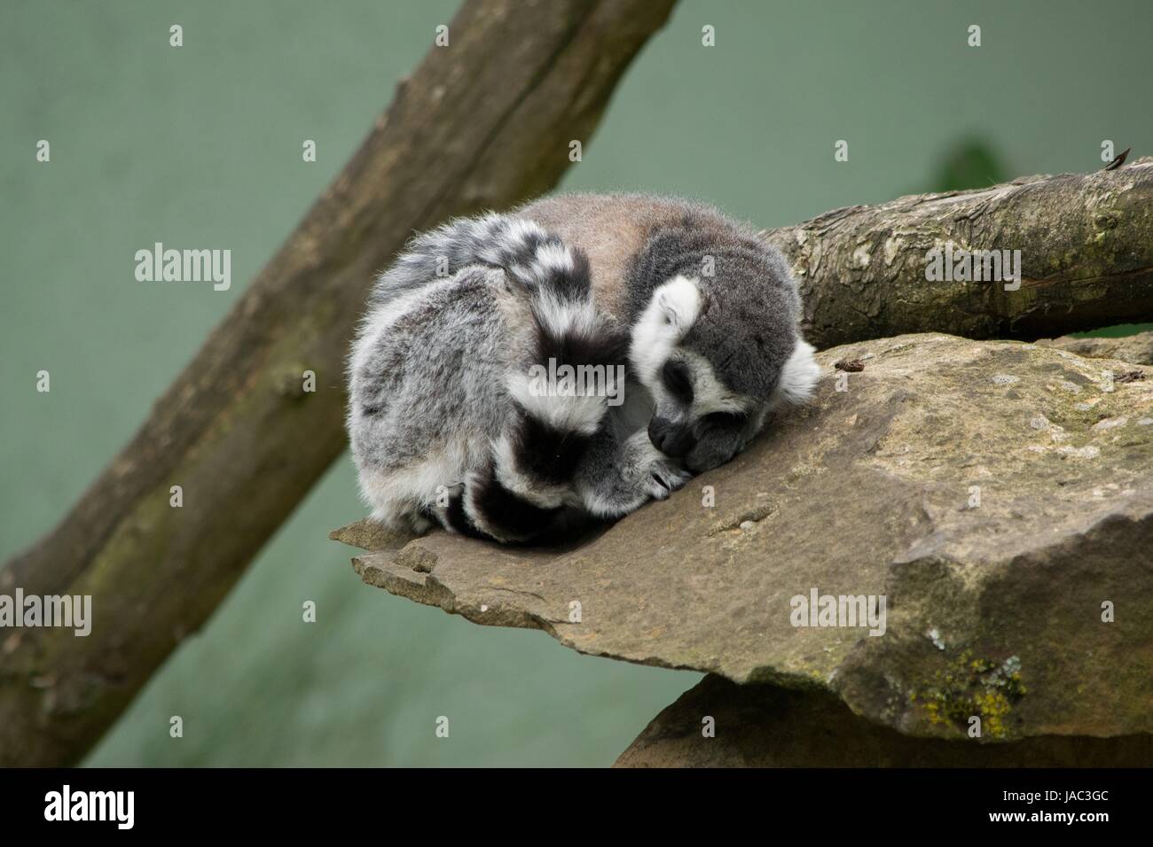 Lemure, lemur sleeping on a rock rolled in Stock Photo