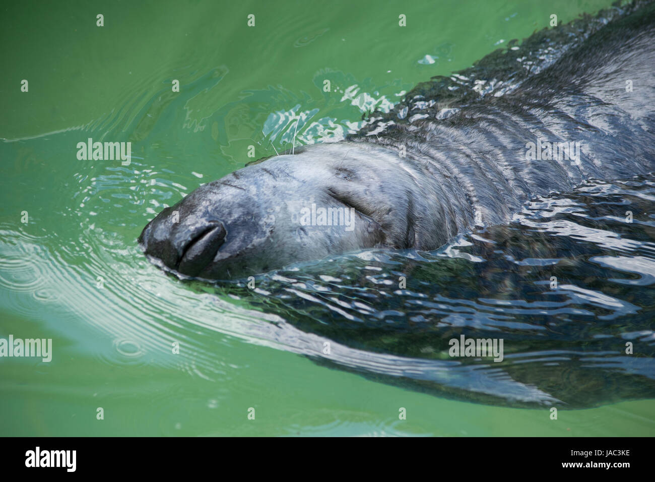 Kegelrobbe, seal swimming with eyes and nose closed completely relaxed Stock Photo