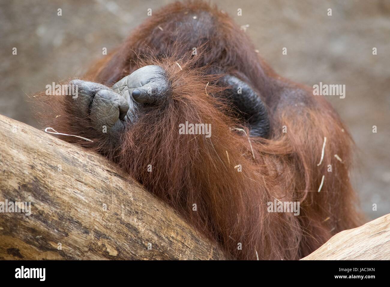 Orang-Utan, orangutan cleaning himself, orangutan showing hands Stock Photo