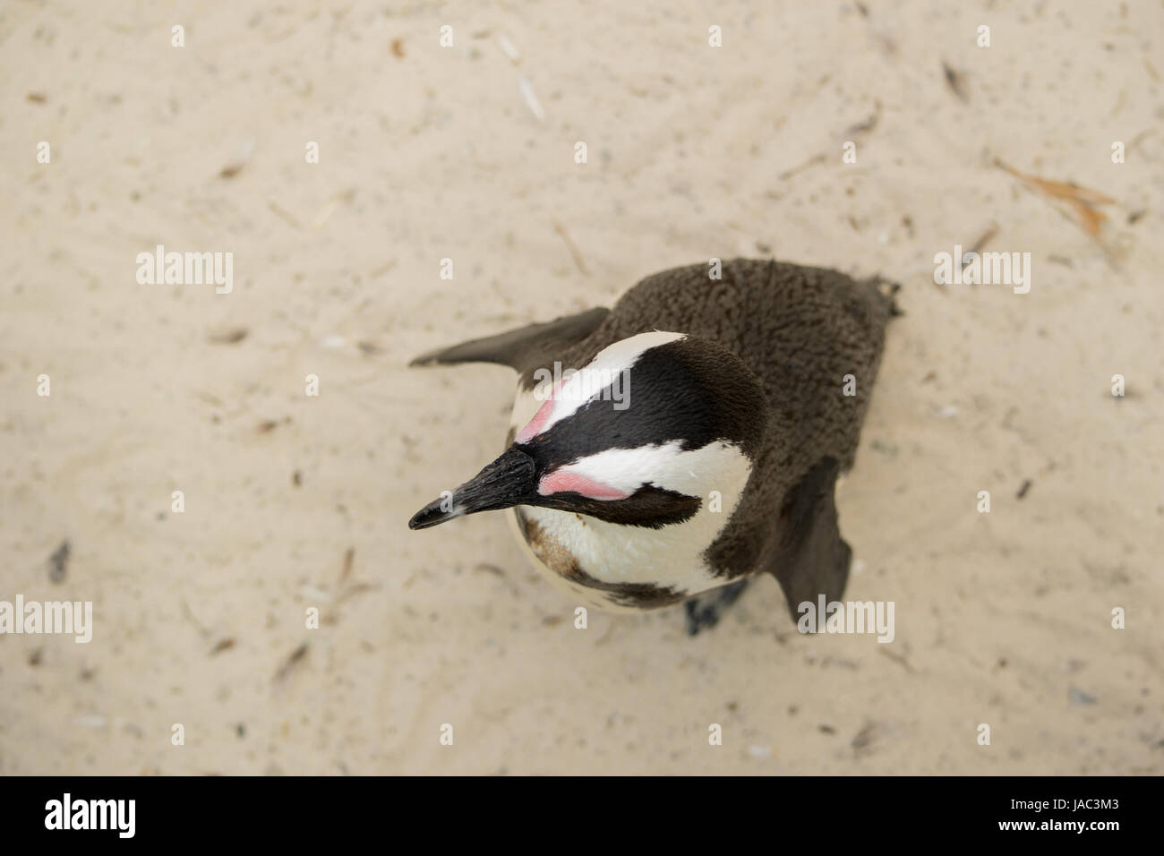 Pinguin im Sand, penguin in den the sand, penguin from top Stock Photo