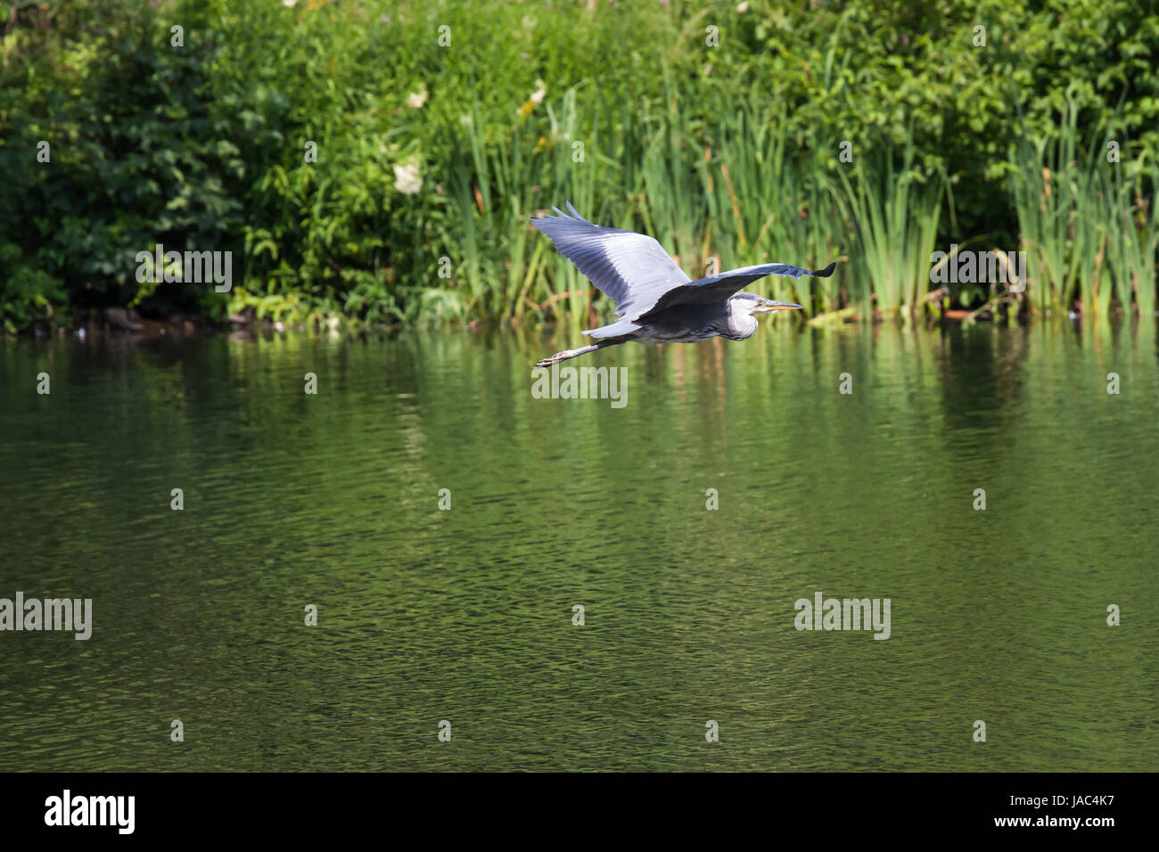 Teich wildtiere hires stock photography and images Alamy