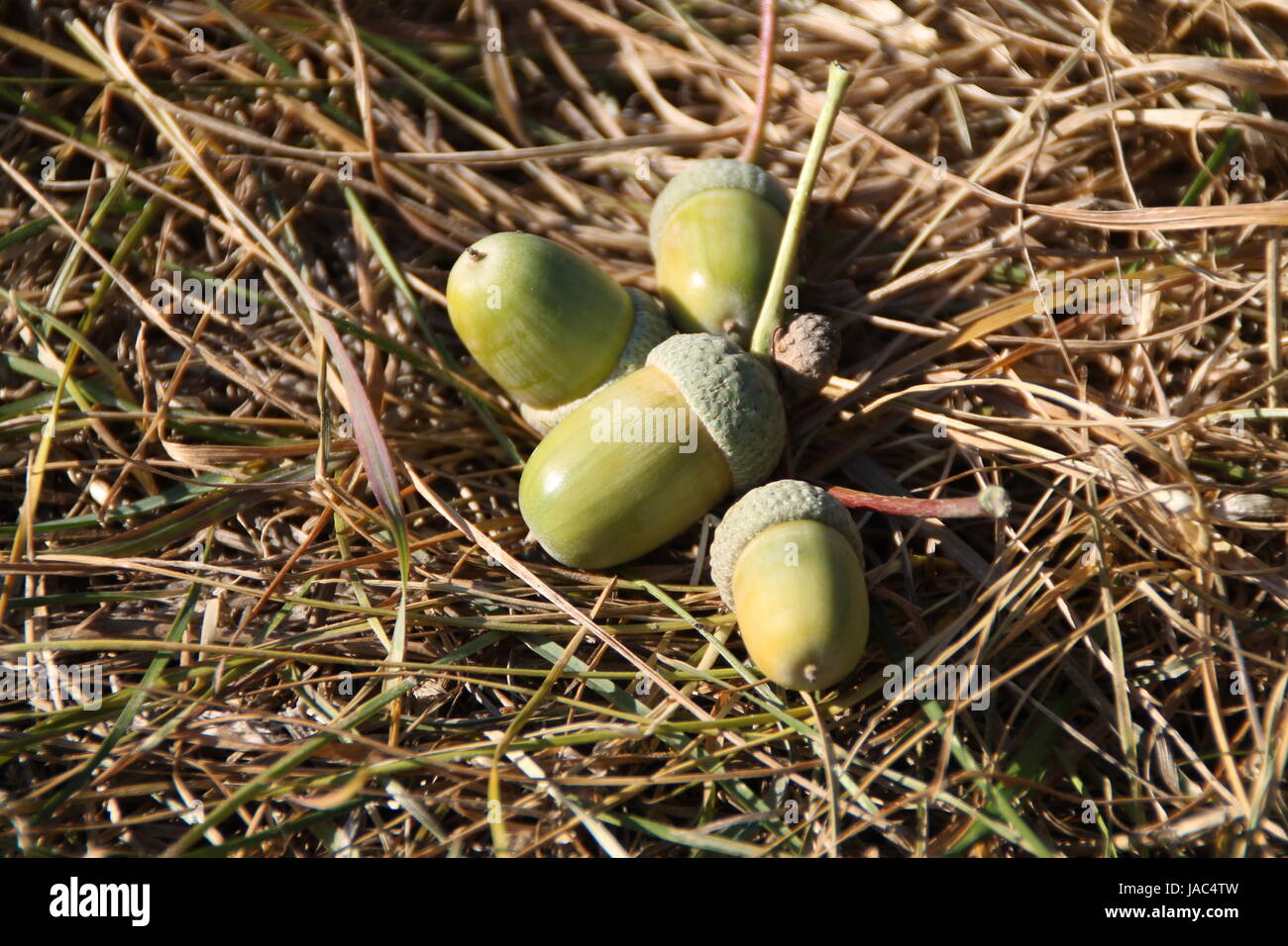 acorns in the grass Stock Photo Alamy
