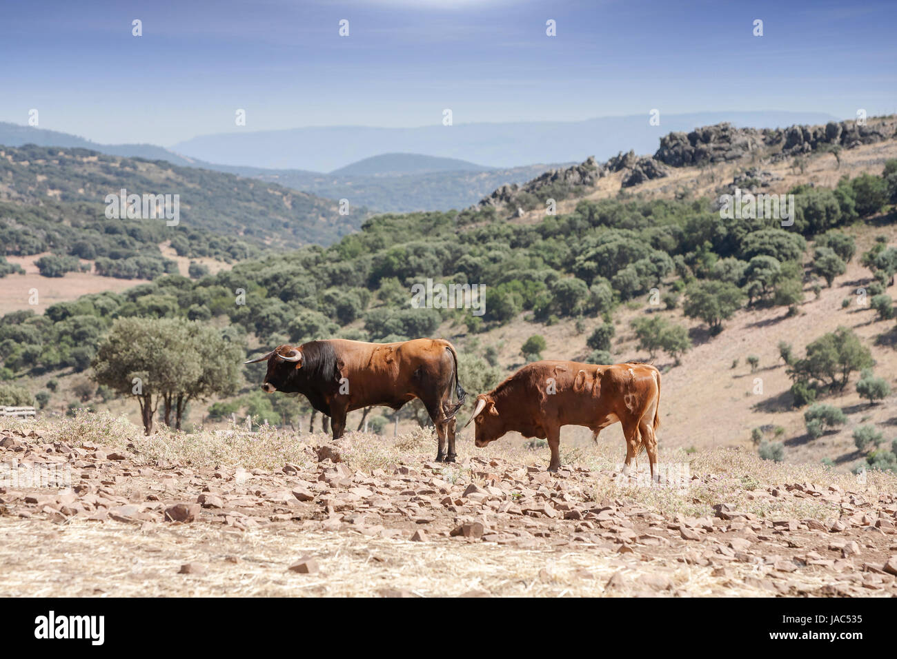 Bulls in countryside, Andalusia, Spain Stock Photo
